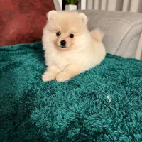 سگ پامرانین روباهی خالص