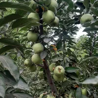 فروش ۱۰۰۰ متری|فروش دفتر صنعتی، کشاورزی، تجاری|زاینده رود, |دیوار