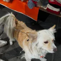 سگ اشپیتز (آلمانی ) مدل روباحی|سگ|کرج, ساسانی (قلمستان)|دیوار