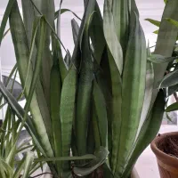 گل سانسوریا مهتابی