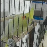 2 جفت عروس هلندی لوتیونو همراه جوجه|پرنده|طرقبه, |دیوار