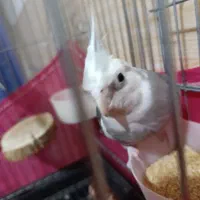 عروس هلندی و مرغ عشق دستی|پرنده|سیرجان, |دیوار