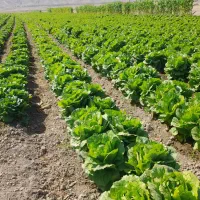 کاهو|خوردنی و آشامیدنی|رومشکان, |دیوار