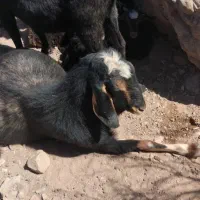 فروش ۳عدد بره