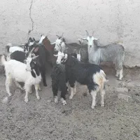 فروش بز غاله چاق وخوشگل|حیوانات مزرعه|جوادآباد, |دیوار