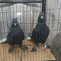 زاغ دم سفید