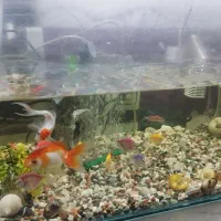 آکواریوم  ولوازم جانبی و تعدادی ماهی که عکس هاش