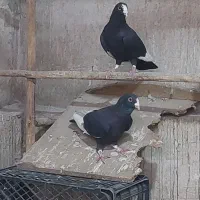 قره سوری و طوقی سرور