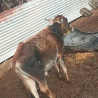 دوتا گوساله نر فرشوشی