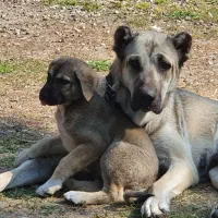 توله های سراب اصیل|سگ|سنگر, |دیوار