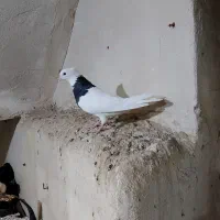 دو عدد ماده طوقی درجه یک