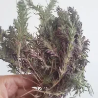 کاکوتی فروشی