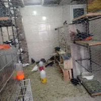 فروش انواع پرنده|پرنده|ایذه, |دیوار