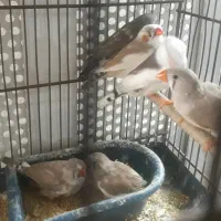 فنچ جفت و تک|پرنده|تهران, آهنگ|دیوار