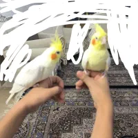 عروس هلندی باقفس
