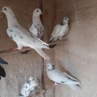 کبوترگرفتنی|پرنده|قم, کیوانفر|دیوار