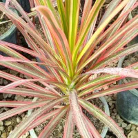 گلبامبو الوورا|آرایشی، بهداشتی، درمانی|بروجرد, |دیوار