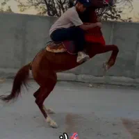 مادیون یسر عرب|اسب و تجهیزات اسب‌سواری|اراک, |دیوار