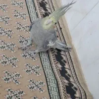 فورشی پرند|پرنده|بروجرد, |دیوار