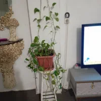 استندباگل طبیعی