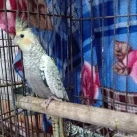 عروس هلندی نرو ماده