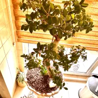 درختچه ، بونسای جنسینگ فیکوس بهمراه ۲عددگلدان لوکس|گل و گیاه طبیعی|تهران, اقدسیه|دیوار