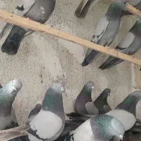 کفتری ابلغ یه کتی پرشی