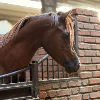 باشگاه سوار کاری اصطبل|اسب و تجهیزات اسب‌سواری|بهار, |دیوار