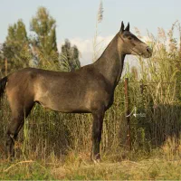 مادیان اصیل ترکمن خالص