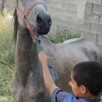 نریان سه سال ده شور