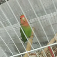 پرنده