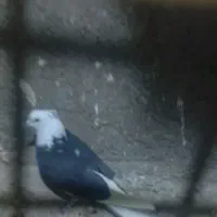 گمشده|حیوانات|سمنان, |دیوار