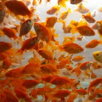 ماهی کوی کپور امور قرمز بیکهد...|ماهی|تهران, الهیه|دیوار