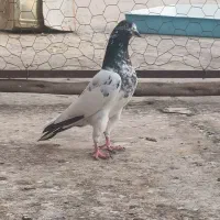 پاکستانی (تیدی)|پرنده|بندر دیر, |دیوار