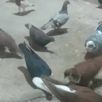 پزنده