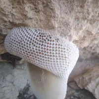 فروش عسل کوهی به شرط