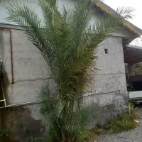 درخت نخل فینیکس