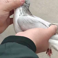 ۱۱ تا کفتر اول بخون|پرنده|بجنورد, |دیوار