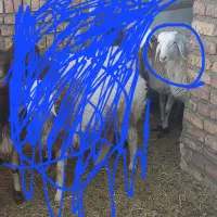 بره نره هیترو سفید|حیوانات مزرعه|سده (خراسان جنوبی), |دیوار