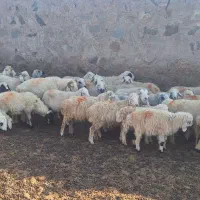 گله گوسفند|حیوانات مزرعه|جیرفت, |دیوار