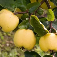 پیش فروش نهال به اونشاب