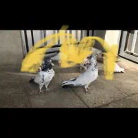 کفتر کله دم