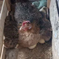 مرغ کرک با تخم غاز