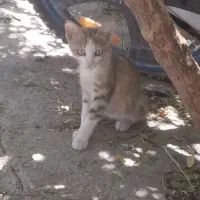 گربه