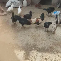 مرغ و خروس لاری و گلین