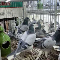 ۴۰ عدد دمیگیر