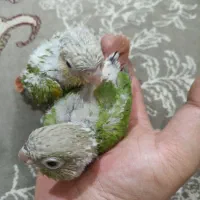 جوجه گرینچیک