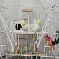 عروس هلندی جفت