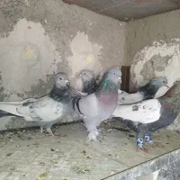 تعدادی کبوتر هوایی