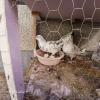 کبوتر خال سرور|پرنده|ساوه, |دیوار